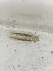 Echmepteryx madagascariensis