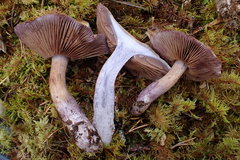 Thaxterogaster porphyropus