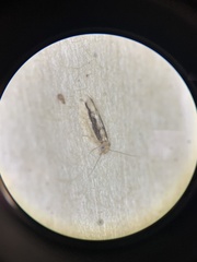 Echmepteryx madagascariensis