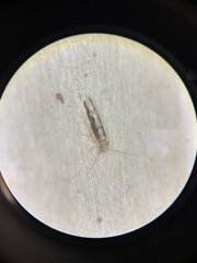 Echmepteryx madagascariensis