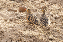 Pterocles quadricinctus