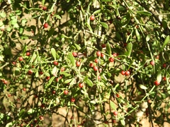 Cladocolea inconspicua