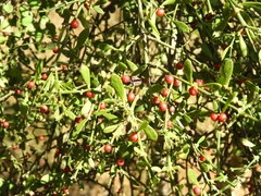 Cladocolea inconspicua