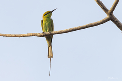 African Green Bee-Eater photo 3