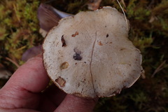 Thaxterogaster porphyropus