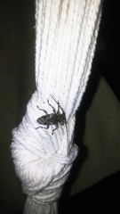 Aegomorphus circumflexus