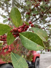 Ilex × attenuata