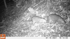 Thryonomys swinderianus