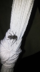 Aegomorphus circumflexus