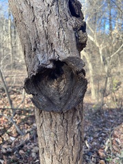 Neonectria ditissima