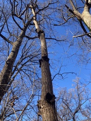 Neonectria ditissima