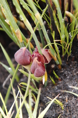 Disa bodkinii