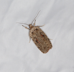 Agonopterix ocellana