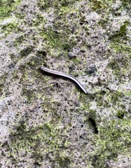 Spirobolellus immigrans