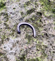 Spirobolellus immigrans