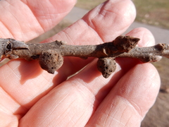 Disholcaspis pattersoni