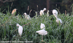 Egretta garzetta dimorpha