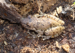 Scinax granulatus
