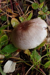 Agaricus semotus