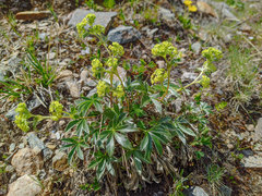 Alchemilla sericea