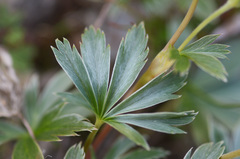 Alchemilla sericea