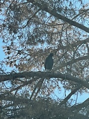 Parabuteo unicinctus