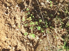 Melilotus neapolitanus