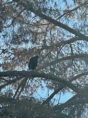 Parabuteo unicinctus