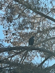 Parabuteo unicinctus