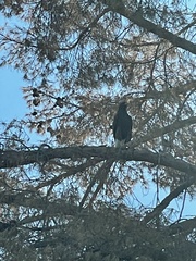 Parabuteo unicinctus