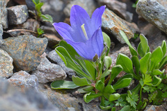 Campanula tridentata biebersteiniana
