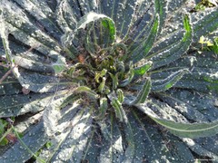 Echium asperrimum