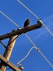 Parabuteo unicinctus