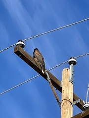 Parabuteo unicinctus