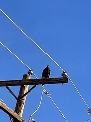 Parabuteo unicinctus