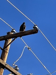 Parabuteo unicinctus