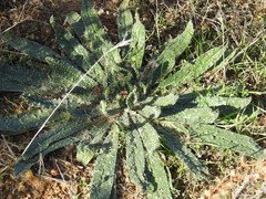 Echium asperrimum