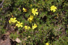 Hibbertia hypericoides hypericoides