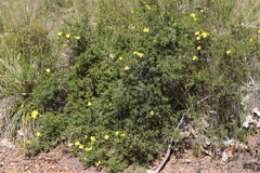 Hibbertia hypericoides hypericoides