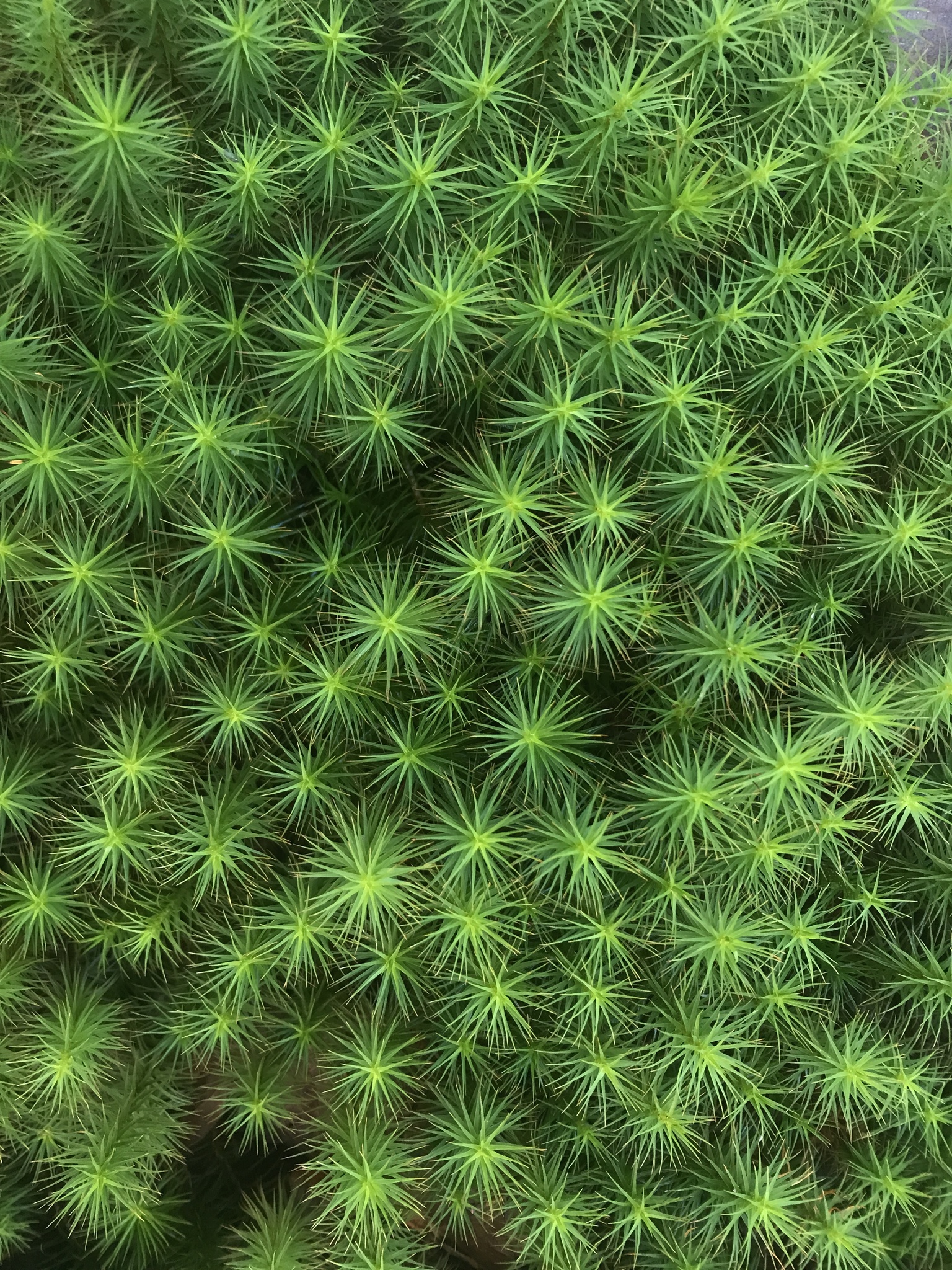 Polytrichum commune