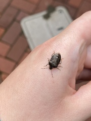 Holcostethus limbolarius