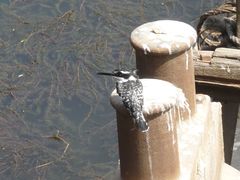 Ceryle rudis