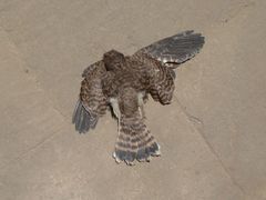 Falco tinnunculus