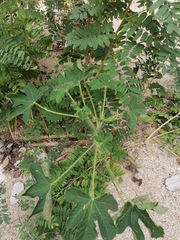 Cnidoscolus multilobus