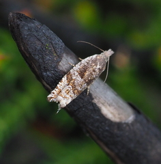 Ancylis unguicella