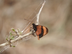 Acraea anemosa