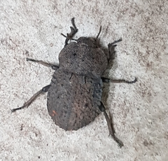 Anomalipus parallelus parallelus