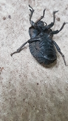 Anomalipus parallelus parallelus