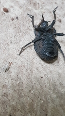 Anomalipus parallelus parallelus
