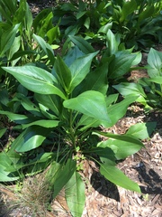 Rudbeckia texana